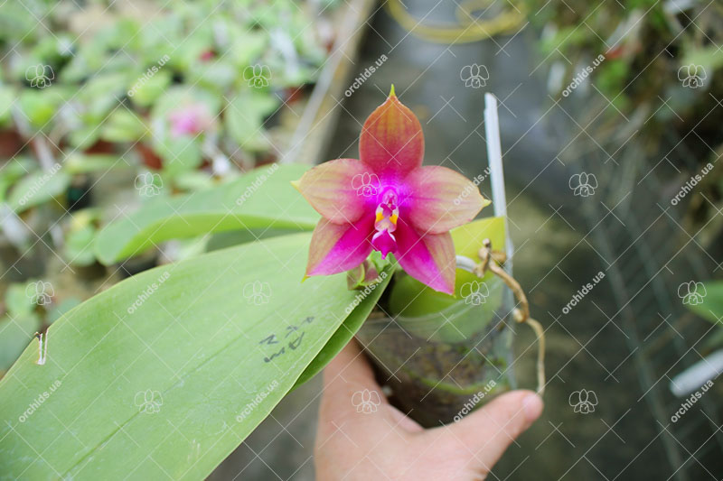 Phalaenopsis (Yin's Bellina Kaiulani x Ld's Bear Queen ) x Dragon Tree Eagle 'Red Eagle'.jpg