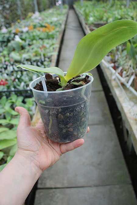 Phalaenopsis LD Gigan Sun.jpg