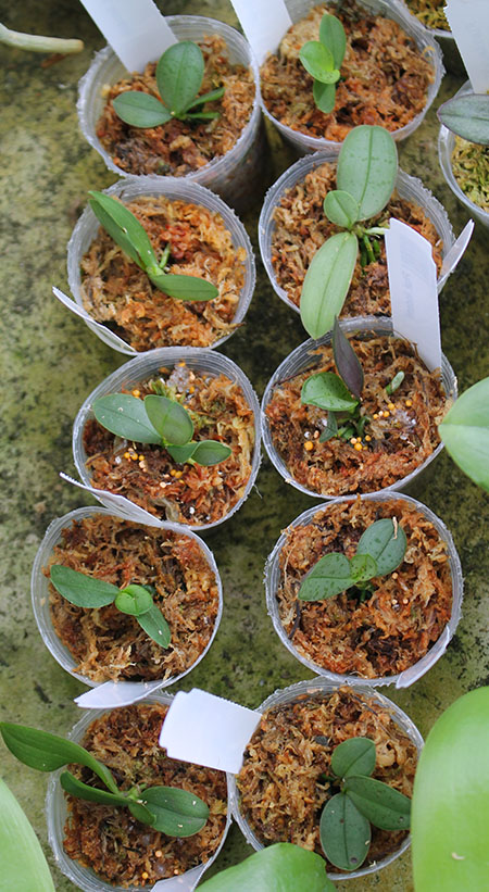 Phalaenopsis lindenii.jpg