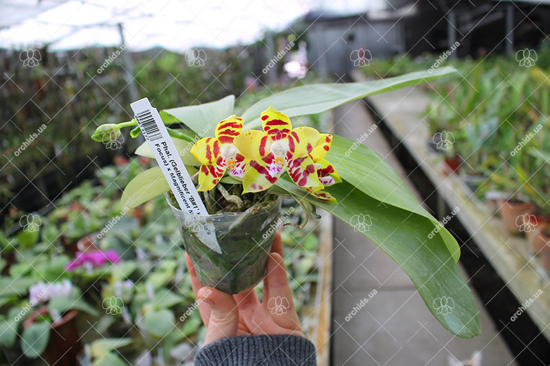 Phalaenopsis (Gelblieber 'B#1' x Hsia's Focus) x Magnificent Mibs.jpg