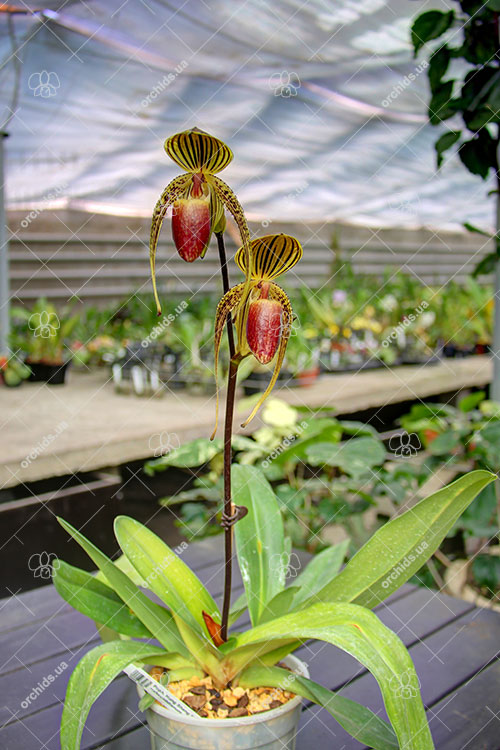 Paphiopedilum Hung Sheng Eagle x rothschildianum.jpg