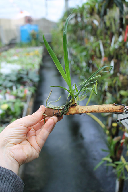 Epidendrum ferrugineum.jpg