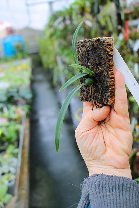 Encyclia incumbens.jpg