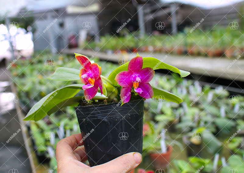 Phalaenopsis Mituo Prince x bellina.jpg
