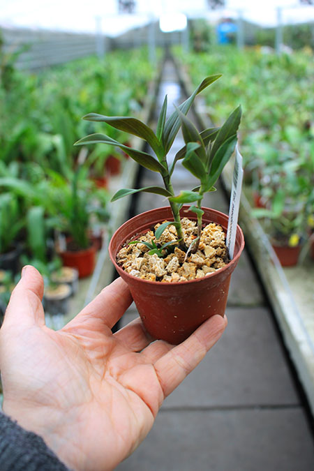 Epidendrum pseudepidendrum.jpg