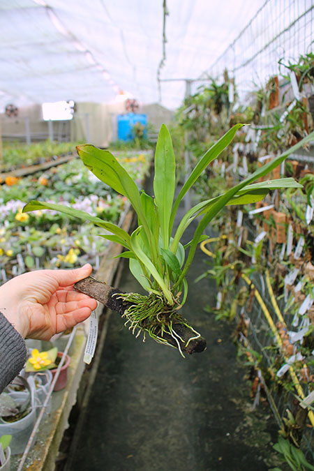 Dracula chiroptera.jpg