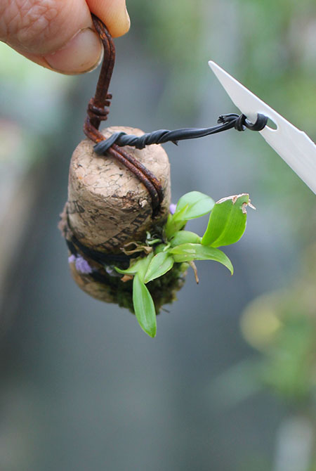Oncidium coloratum.jpg