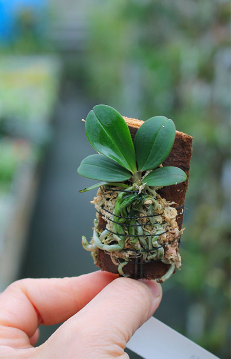 Aerangis fuscata.jpg