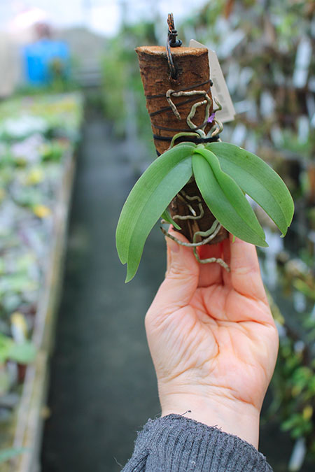 Gastrochilus obliquus.jpg