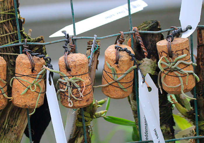 Dendrophylax sallei.jpg