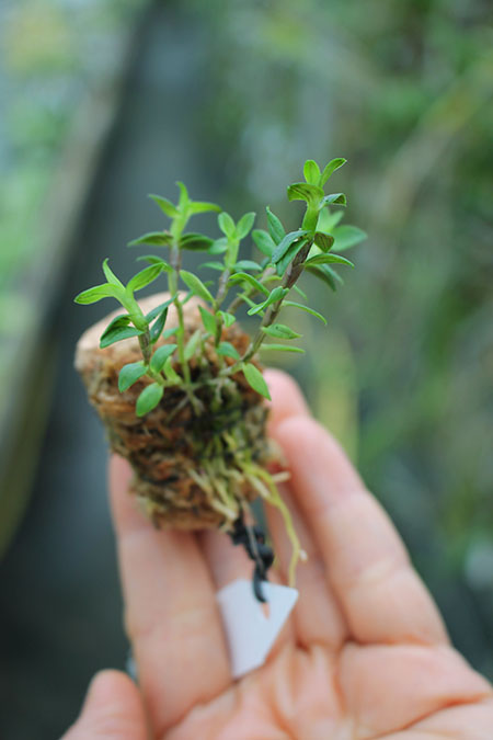 Dendrobium dichaeoides.jpg
