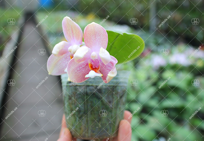 Phalaenopsis Joy Jewel Box.jpg
