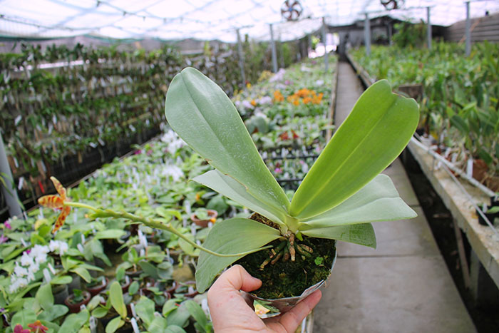 Phalaenopsis Little Leopard.jpg