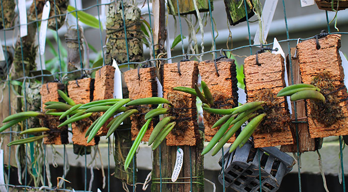 Pleurothallis teres.jpg