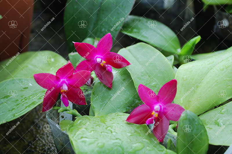 Phalaenopsis LD's Bear Queen x Jennifer Palermo.jpg