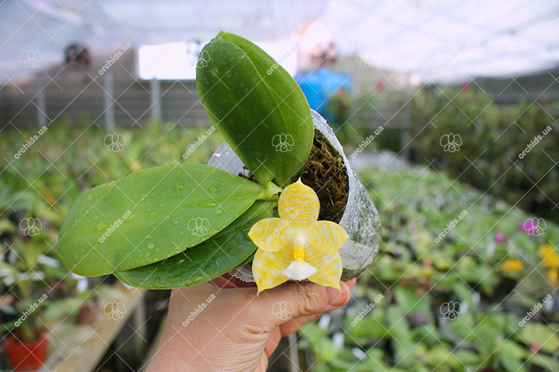 Phalaenopsis Lyndon Gold Ring (clone).jpg
