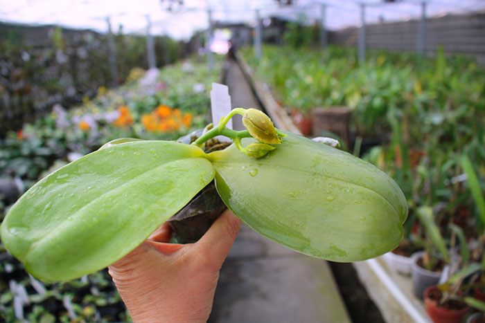 Phalaenopsis Ld's bear King 'Yk-14'.jpg