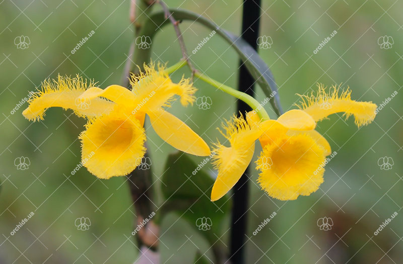 Dendrobium harveyanum.jpg