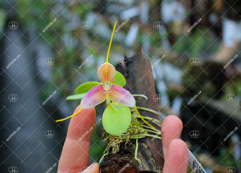 Masdevallia caudata.jpg