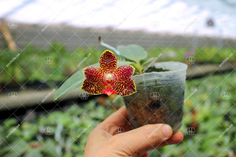 Phalaenopsis Liu’s Yellow Star Dust x Yaphon Sir.jpg