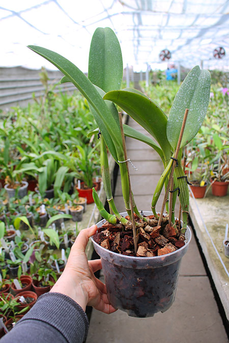 Laeliocattleya Canhamiana coerulea 'Azure Skies'.jpg