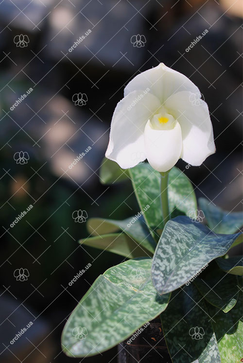 Paphiopedilum (concolor x godefroyae) x (niveum x godefroyae).jpg