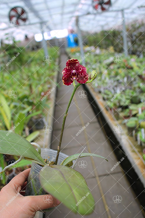 Phalaenopsis Diamond Beauty '1202' x Ld's Bear King 'YK7'.jpg