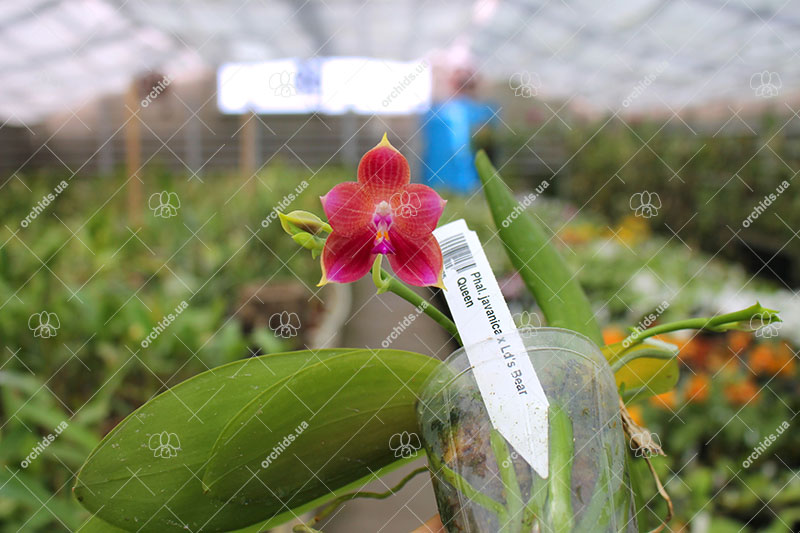Phalaenopsis javanica x Ld's Bear Queen.jpg