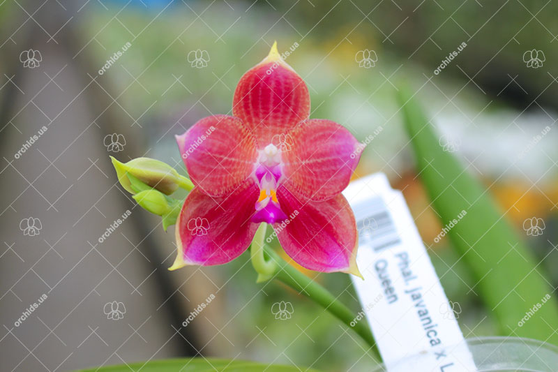 Phalaenopsis javanica x Ld's Bear Queen.jpg