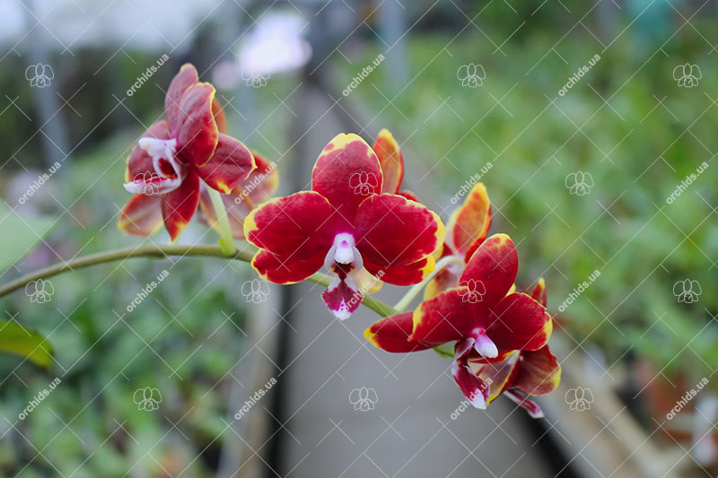 Phalaenopsis Lioulin Goldenfish x Chienlung Black Parrot.jpg