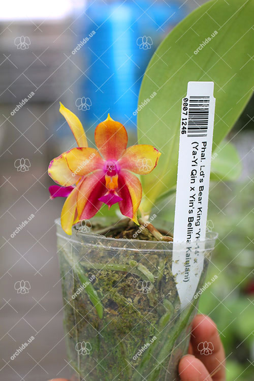 Phalaenopsis Ld's Bear King 'YK-14' x (Ya-Yi Qin x Yin's Bellina Kaiulani).jpg