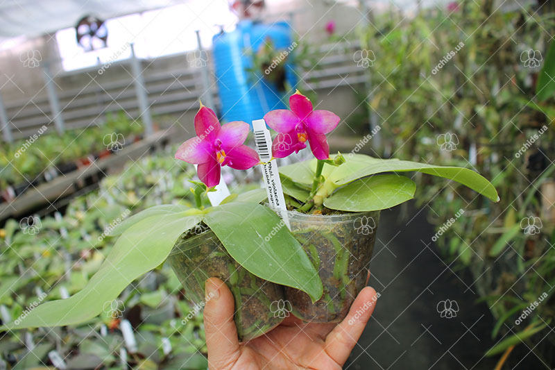 Phalaenopsis violacea indigo x LD Double Dragon 'Mituo #1'.jpg