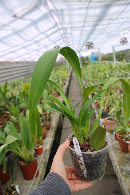 Oncidium cirrhosum spotted.JPG