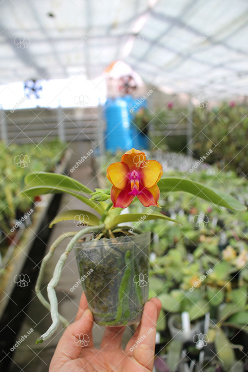 Phalaenopsis Ld's Bear King 'YK-7'.jpg