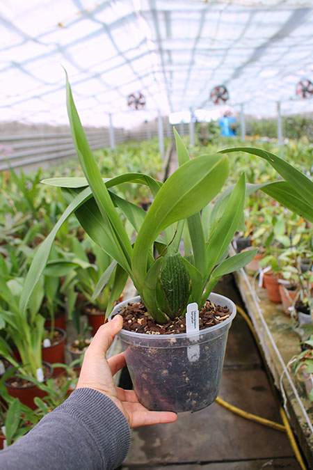 Odontoglossum harryanum.jpg