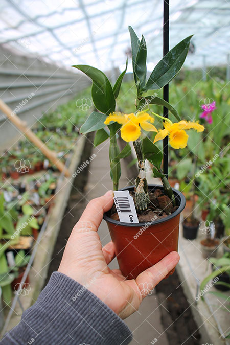 Dendrobium harveyanum.jpg