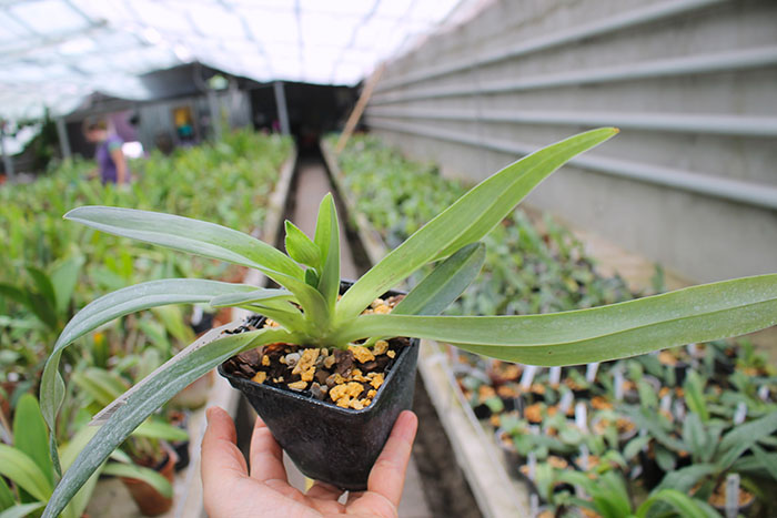 Paphiopedilum Alma Geveart 'Hager's' x Paphiopedilum philippinense var alba 'Kou'.jpg