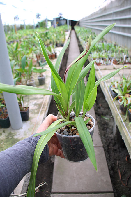 Phragmipedium Hanne Popow (besseae x schlimii).jpg