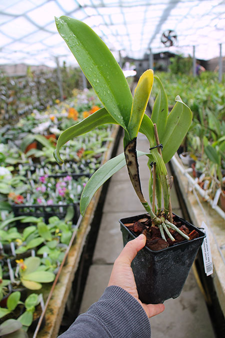 Cattleya warneri suavissima 'Ricardo Bells' x Cattleya warneri alba 'Perim'.jpg