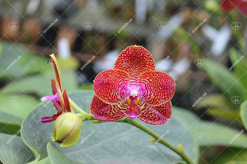 Phalaenopsis Mituo King 'Round'.jpg