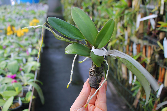 Cattleya Whitei coerulea (warneri coerulea 'Carolina' x schilleriana coerulea 'Moises').jpg