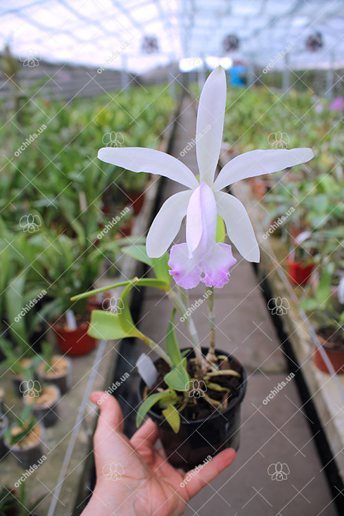 Cattleya intermedia var irrorata.jpg