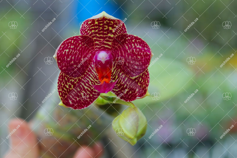 Phalaenopsis KS Super Zebra x AL Sun Tiger.jpg