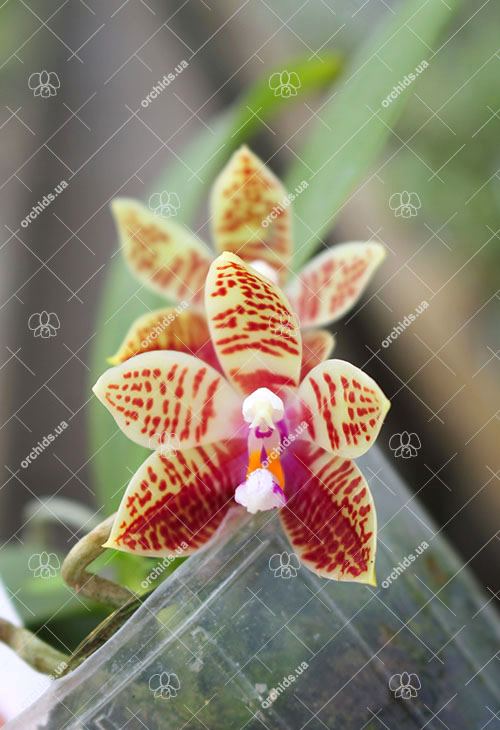 Phalaenopsis corningiana 'Ching Hua'.jpg