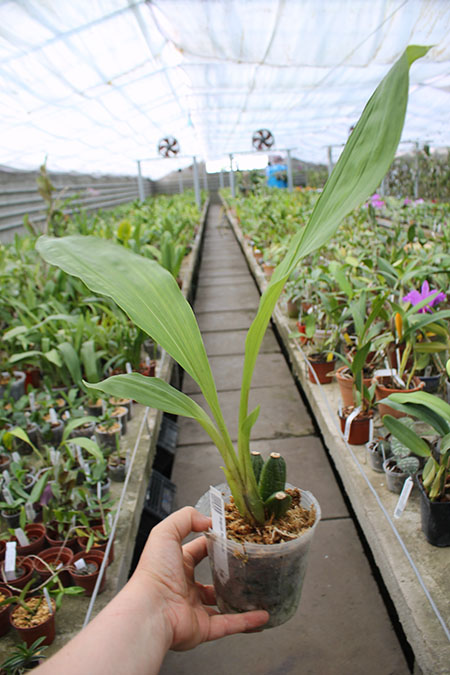 Angulocaste Red Jewel.jpg