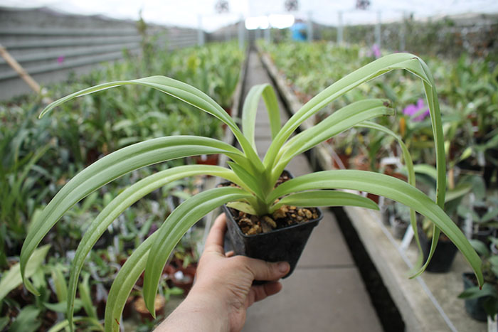 Phragmipedium Franz Glanz (richteri x besseae).jpg