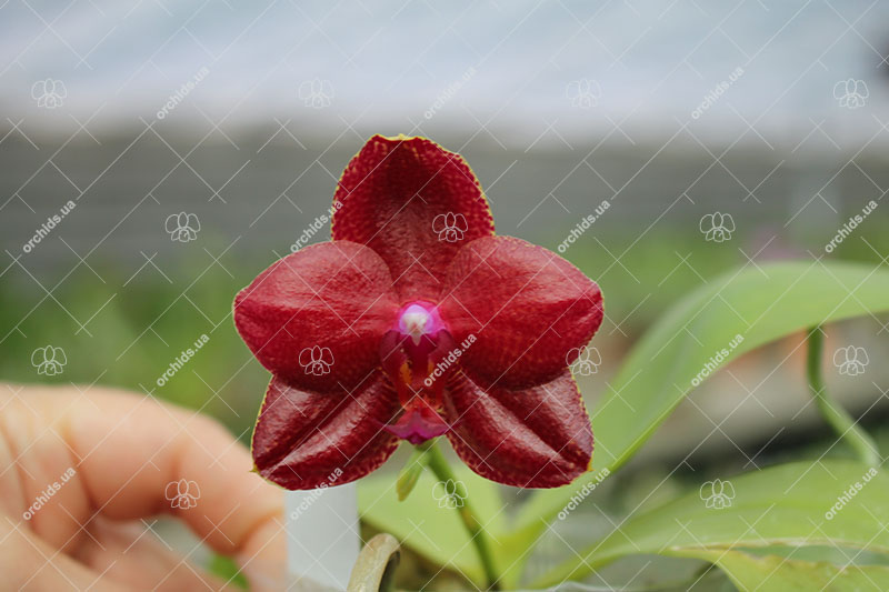 Phalaenopsis Mituo Sun x Palace Reef.jpg