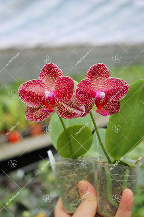 Phalaenopsis Mituo Sun.jpg