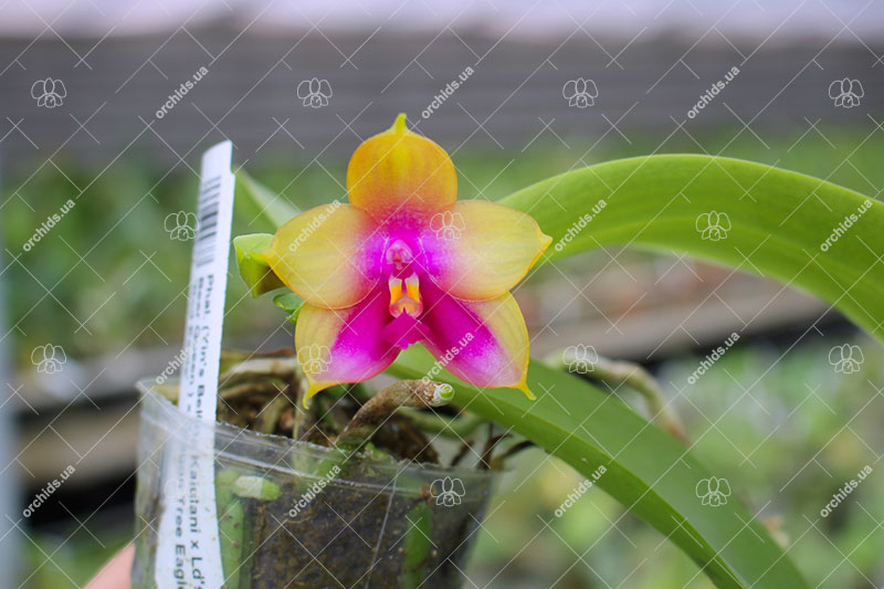 Phalaenopsis (Yin's Bellina Kaiulani x Ld's Bear Queen ) x Dragon Tree Eagle 'Red Eagle'.jpg