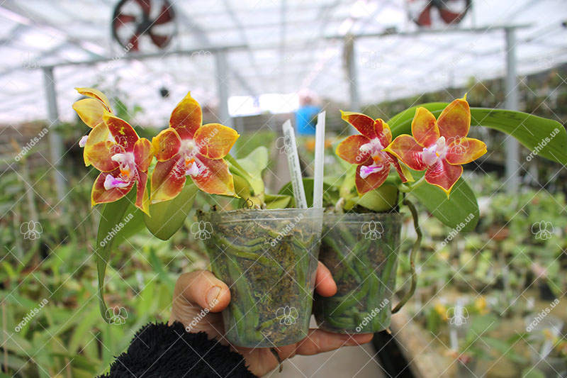 Phalaenopsis (Gelblieber 'B#1' x Hsia's Focus) x Magnificent Mibs.jpg